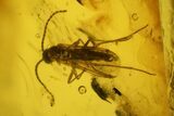 Several Fossil Flies (Diptera) and a Spider (Araneae) In Baltic Amber #139036-2